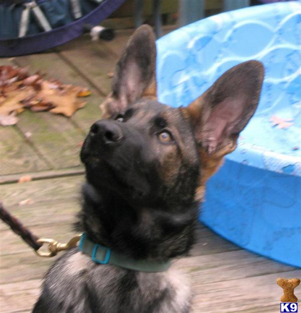 German Shepherd dog